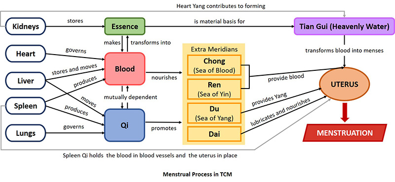 Women's physiology in TCM