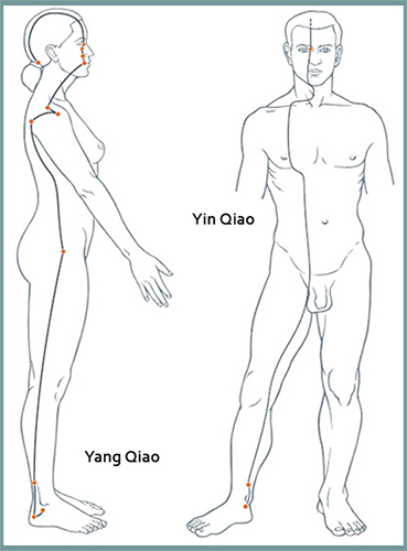 Yang and Yin Qiao Meridian