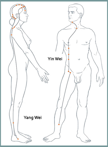 Yang and Yin Wei Meridian